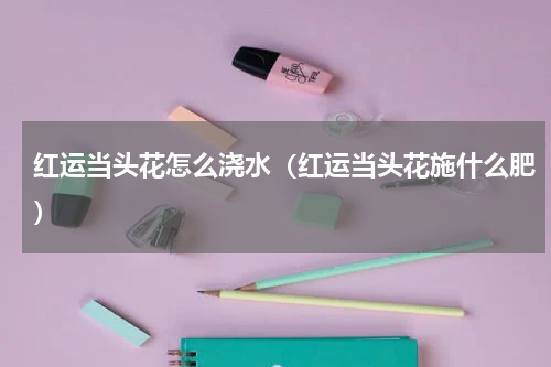 红运当头花怎么浇水（红运当头花施什么肥）