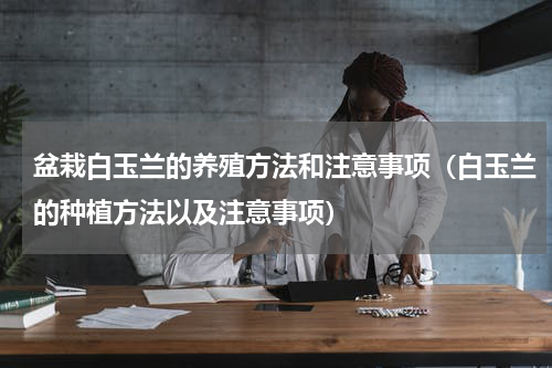 盆栽白玉兰的养殖方法和注意事项（白玉兰的种植方法以及注意事项）