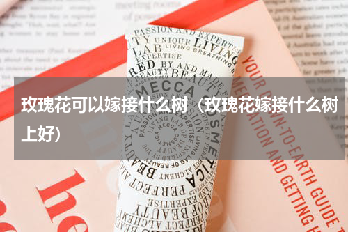 玫瑰花可以嫁接什么树（玫瑰花嫁接什么树上好）