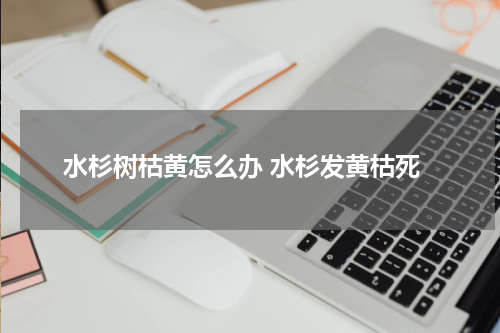 水杉树枯黄怎么办 水杉发黄枯死