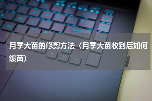 月季大苗的修剪方法（月季大苗收到后如何缓苗）