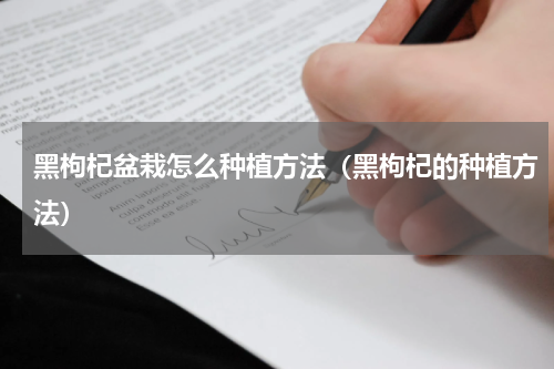 黑枸杞盆栽怎么种植方法（黑枸杞的种植方法）