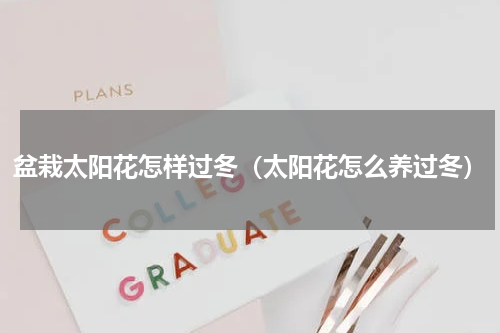 盆栽太阳花怎样过冬（太阳花怎么养过冬）