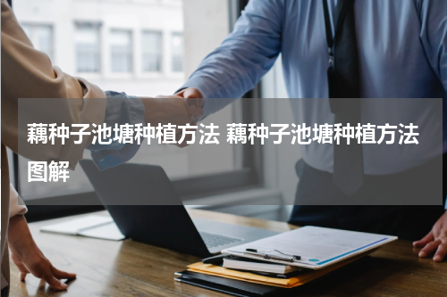 藕种子池塘种植方法 藕种子池塘种植方法图解