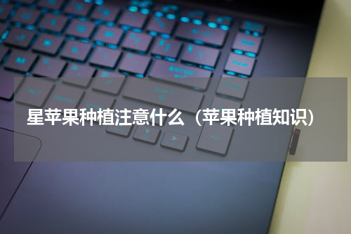 星苹果种植注意什么（苹果种植知识）
