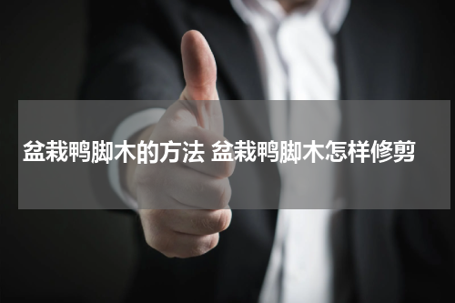 盆栽鸭脚木的方法 盆栽鸭脚木怎样修剪