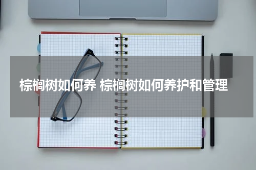 棕榈树如何养 棕榈树如何养护和管理