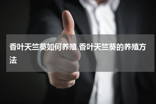 香叶天竺葵如何养殖 香叶天竺葵的养殖方法