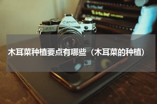 木耳菜种植要点有哪些（木耳菜的种植）