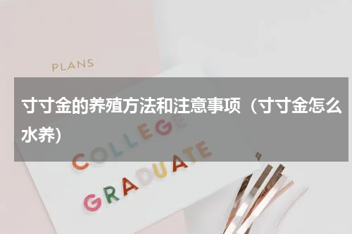 寸寸金的养殖方法和注意事项（寸寸金怎么水养）