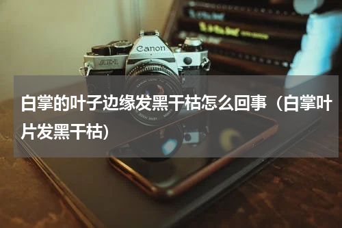 白掌的叶子边缘发黑干枯怎么回事（白掌叶片发黑干枯）