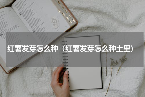 红薯发芽怎么种（红薯发芽怎么种土里）