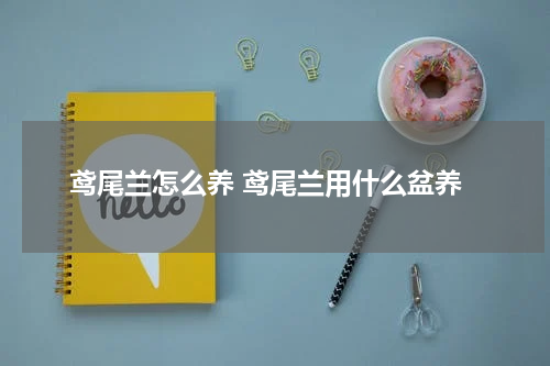 鸢尾兰怎么养 鸢尾兰用什么盆养