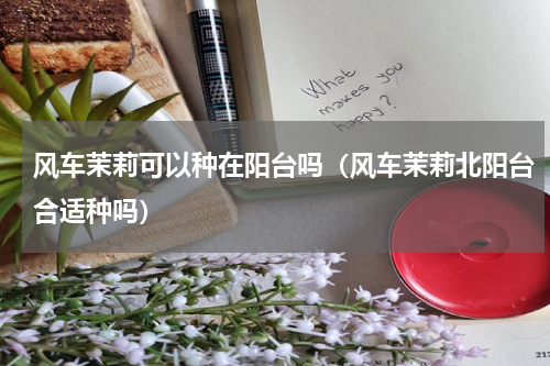 风车茉莉可以种在阳台吗（风车茉莉北阳台合适种吗）