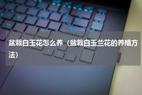 盆栽白玉花怎么养（盆栽白玉兰花的养殖方法）