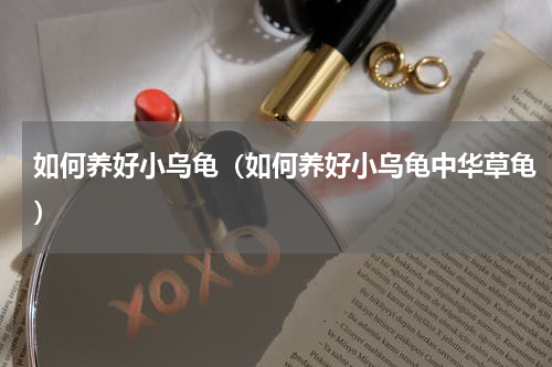 如何养好小乌龟（如何养好小乌龟中华草龟）