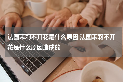 法国茉莉不开花是什么原因 法国茉莉不开花是什么原因造成的