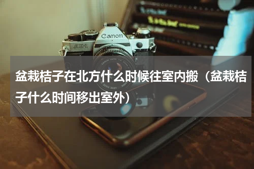 盆栽桔子在北方什么时候往室内搬（盆栽桔子什么时间移出室外）