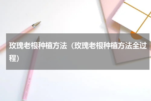 玫瑰老根种植方法（玫瑰老根种植方法全过程）