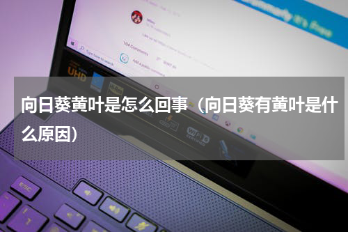 向日葵黄叶是怎么回事（向日葵有黄叶是什么原因）