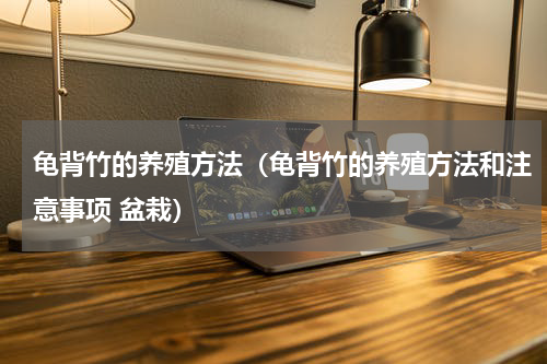 龟背竹的养殖方法（龟背竹的养殖方法和注意事项 盆栽）