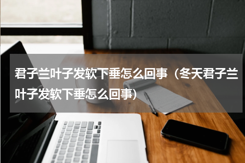 君子兰叶子发软下垂怎么回事（冬天君子兰叶子发软下垂怎么回事）