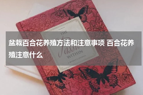 盆栽百合花养殖方法和注意事项 百合花养殖注意什么