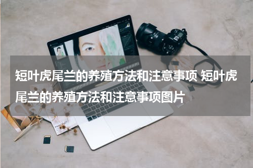 短叶虎尾兰的养殖方法和注意事项 短叶虎尾兰的养殖方法和注意事项图片