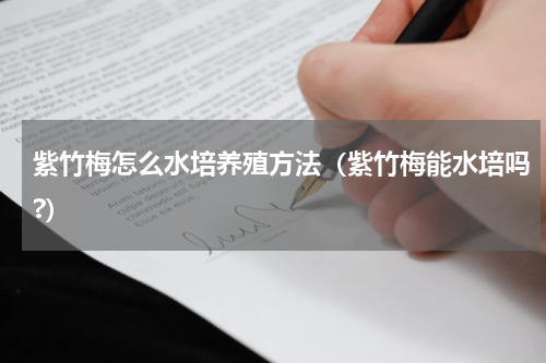 紫竹梅怎么水培养殖方法（紫竹梅能水培吗?）