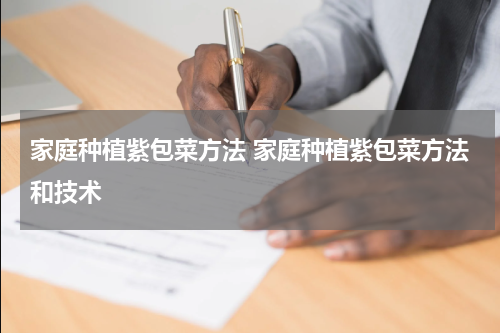 家庭种植紫包菜方法 家庭种植紫包菜方法和技术