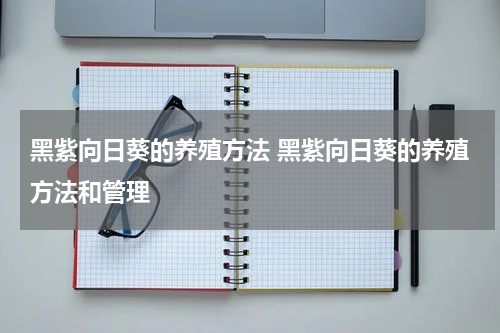 黑紫向日葵的养殖方法 黑紫向日葵的养殖方法和管理